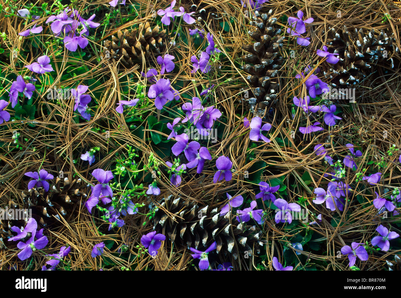 Veilchen, Frühlingsblumenblüten verschmelzen helle Muster der Common Ultra Violet Farbe, Kiefernbäume, New Jersey, Ultra Veilchen Viola sororia Stockfoto