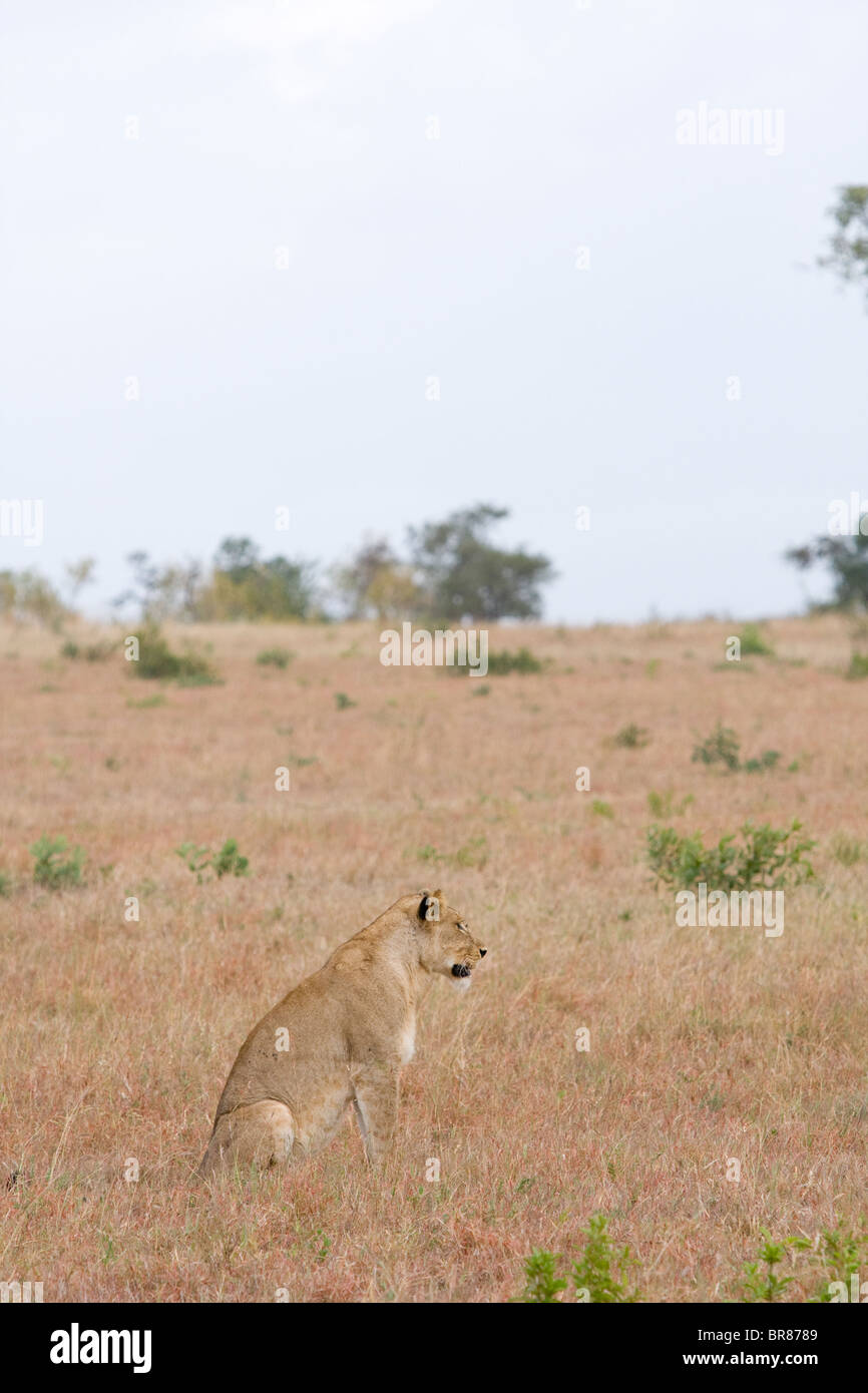 Eine Löwin sitzen und beobachtete in einem Wildpark in Südafrika Stockfoto