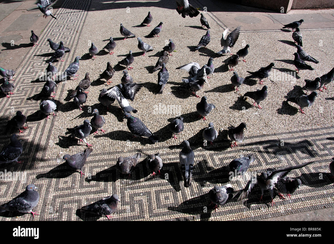Herde von Tauben auf Boden, Hyde Park Corner, City of Westminster, Greater London, England, Vereinigtes Königreich Stockfoto