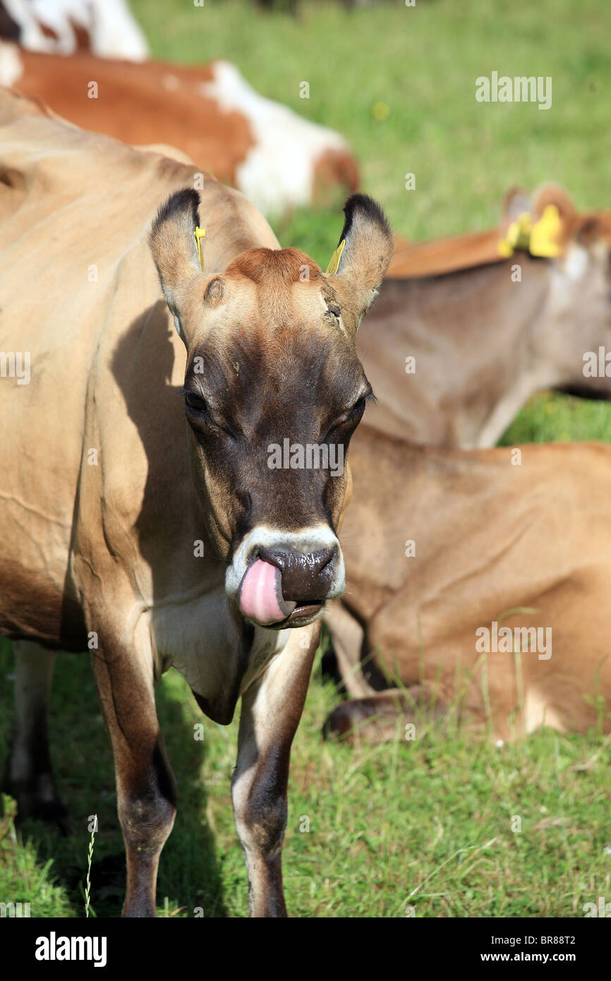Milchkuh entspannend auf der Weide in der Nähe von Rockville Stockfoto