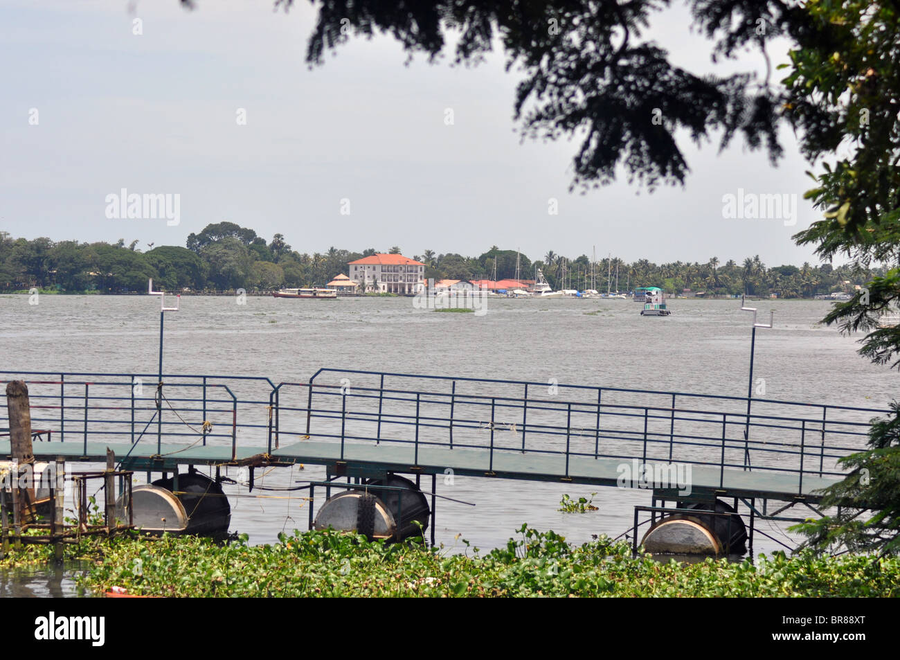 Backwaters von Kochi (Cochin) mit dem dicken Wachstum der afrikanischen payal im Vordergrund. Stockfoto