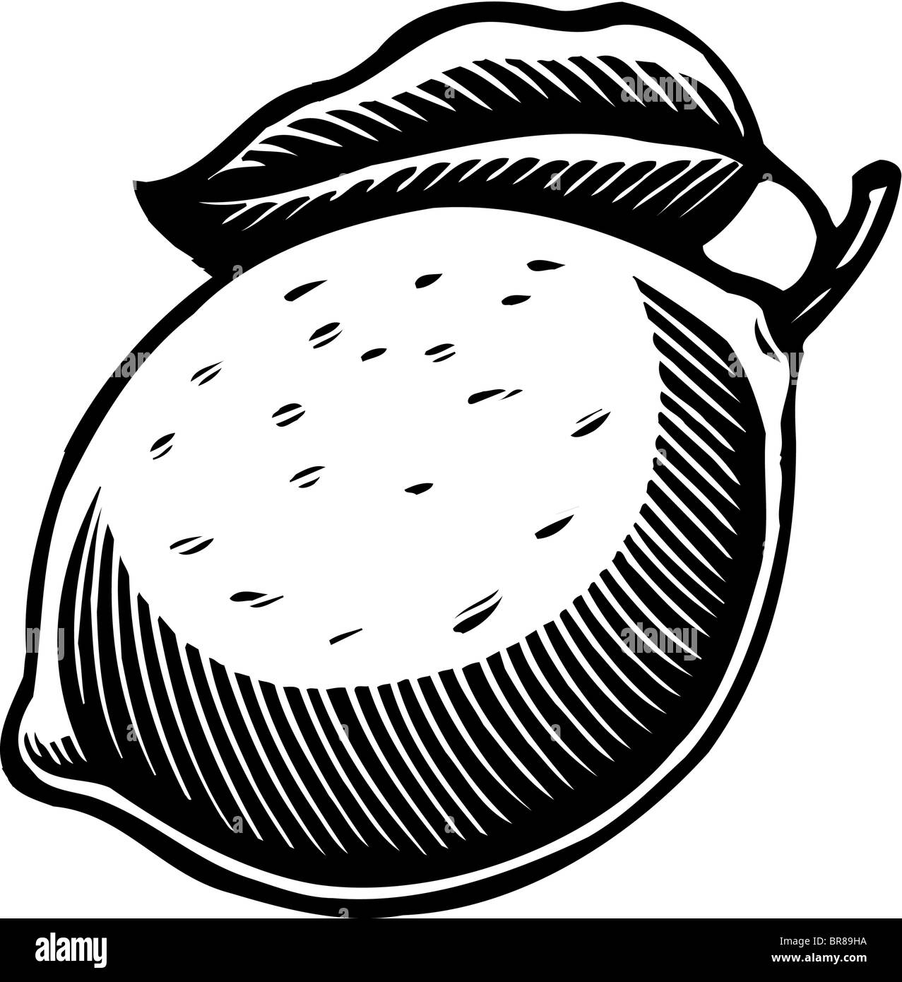 Eine große Reife Zitrone in schwarz / weiß Stockfoto