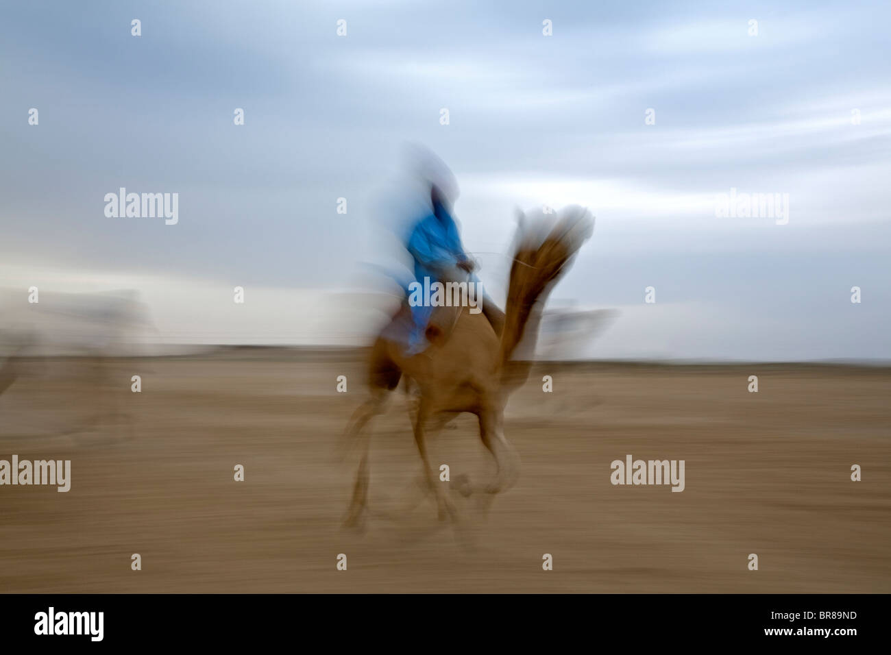 Kamelrennen. Jaisalmer. Indien Stockfoto