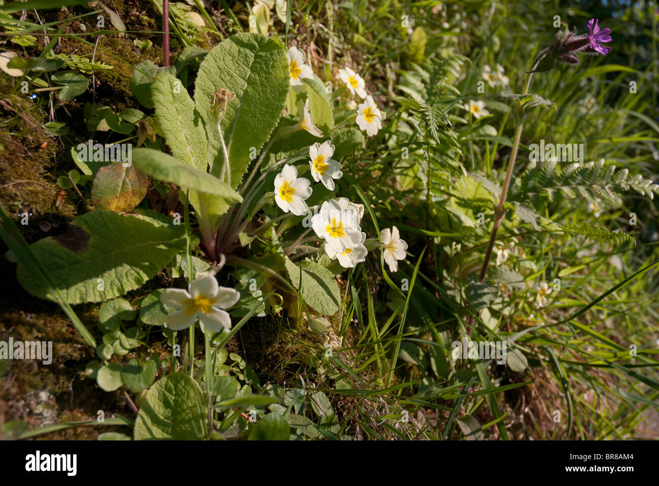 Primel Blumen wachsen auf Erdwall - Primula vulgaris Stockfoto