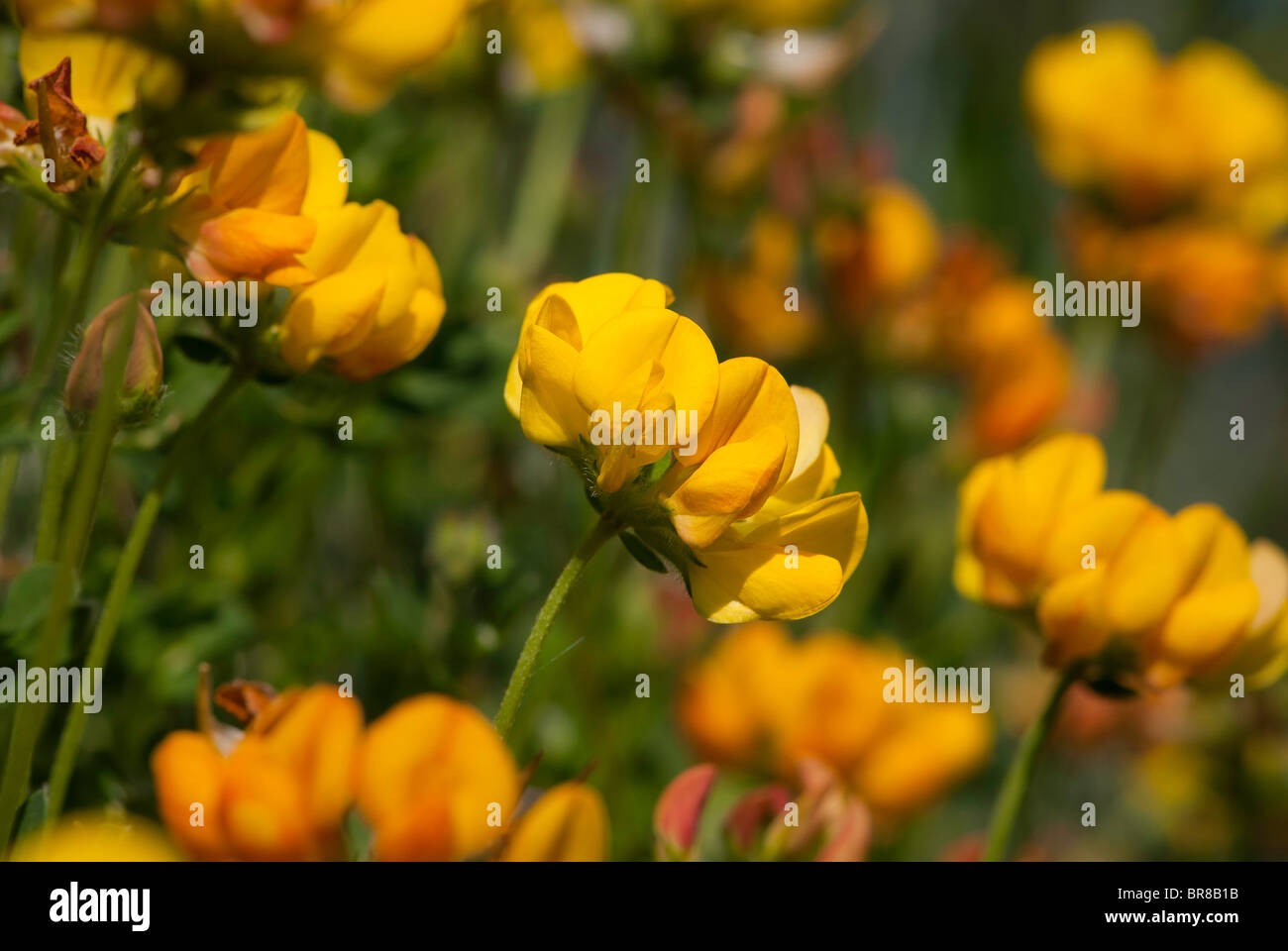 Vögel-Fuß-Treffoil-Blume - Lotus corniculatus Stockfoto