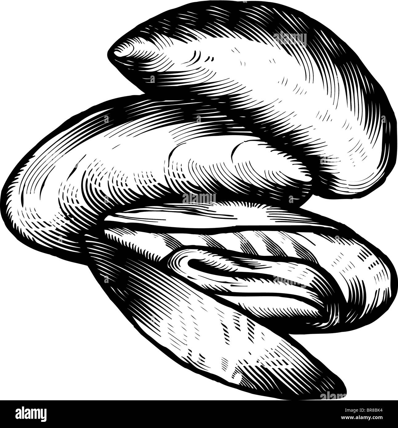 Eine schwarz / weiß Darstellung von Miesmuscheln Stockfoto