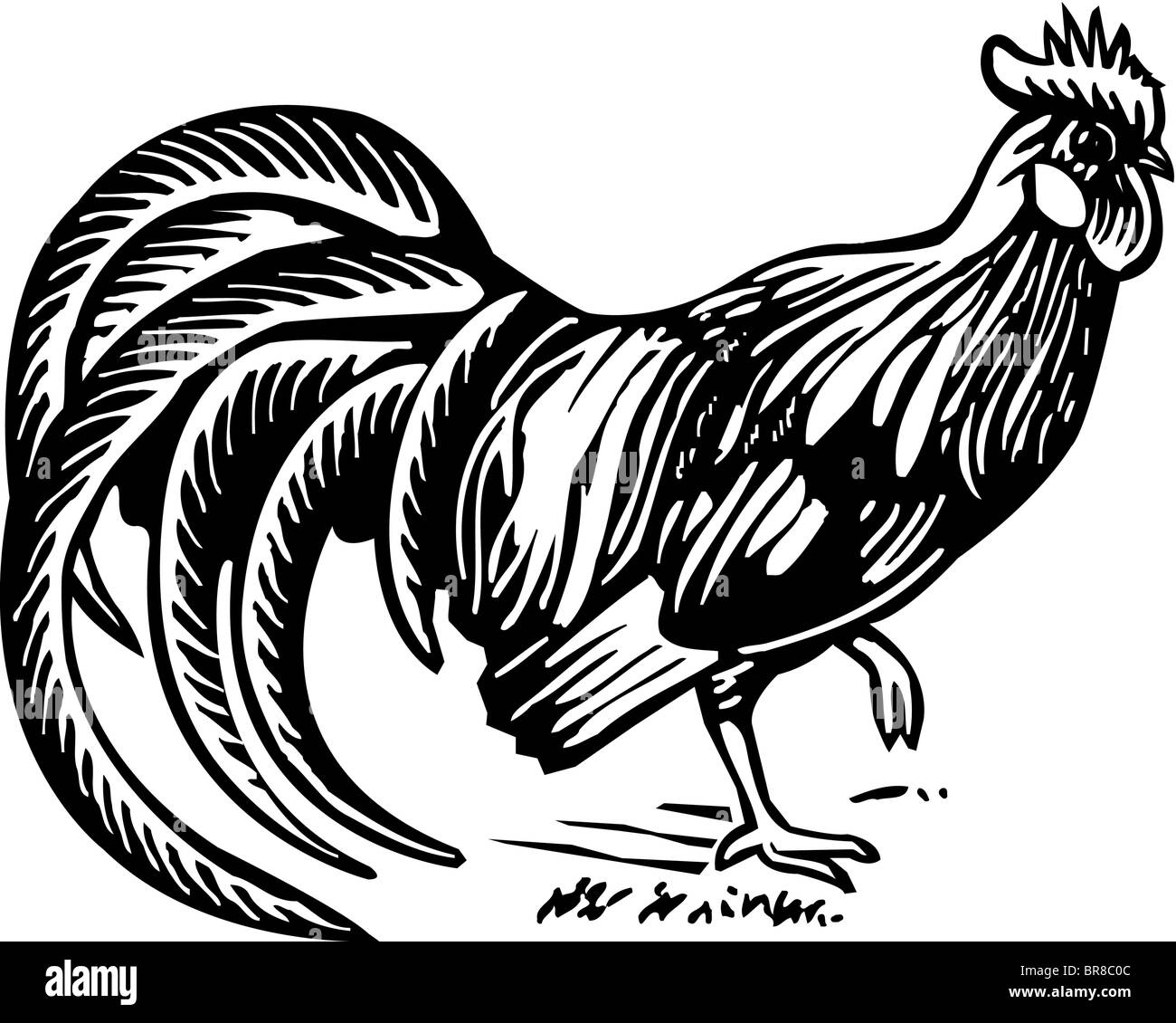 Eine schwarz / weiß Darstellung der Hahn Stockfoto