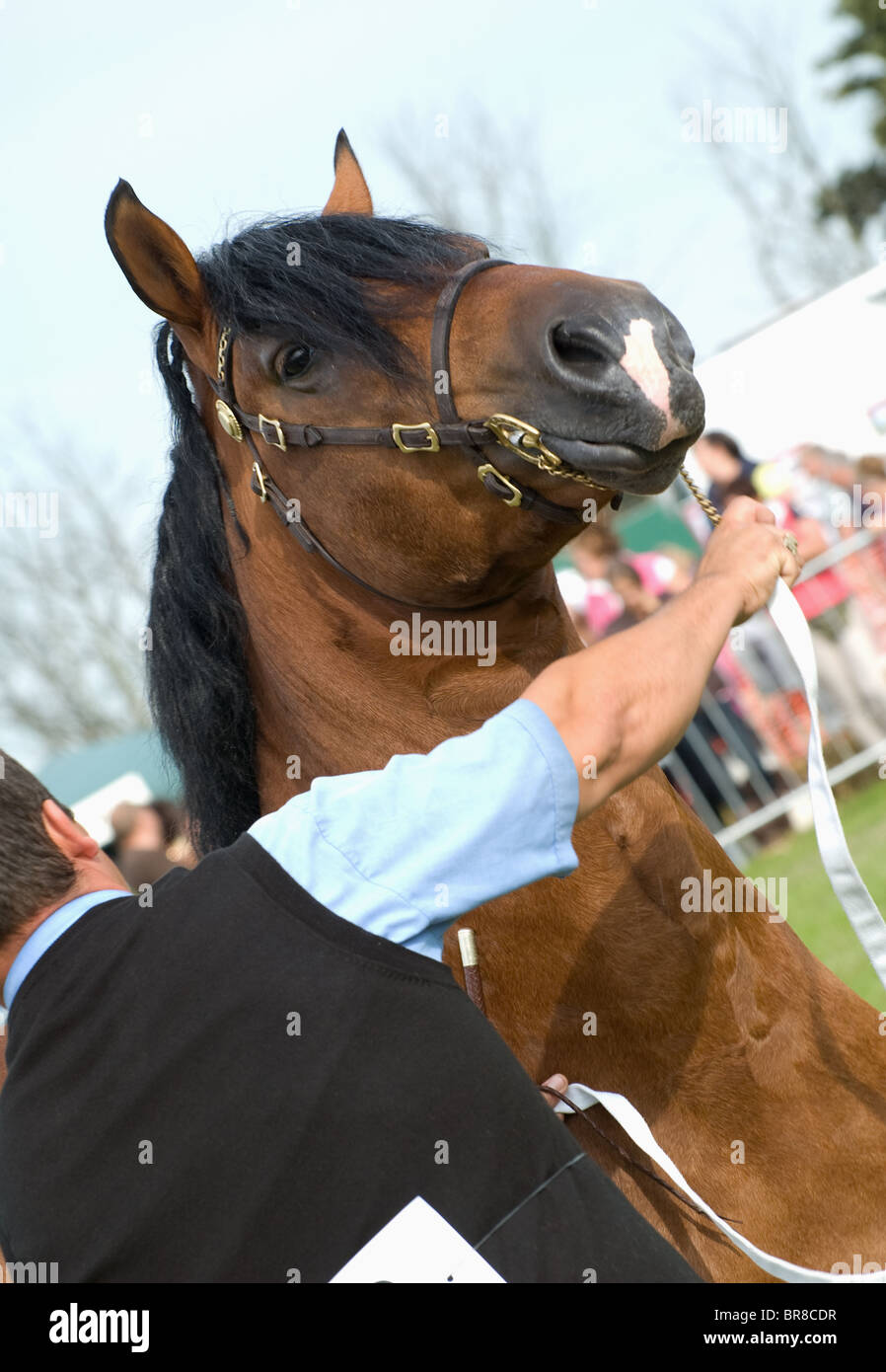 ein Handler mit einem Welsh Cob Hengst Abschnitt D während einer In Hand zeigen Stockfoto