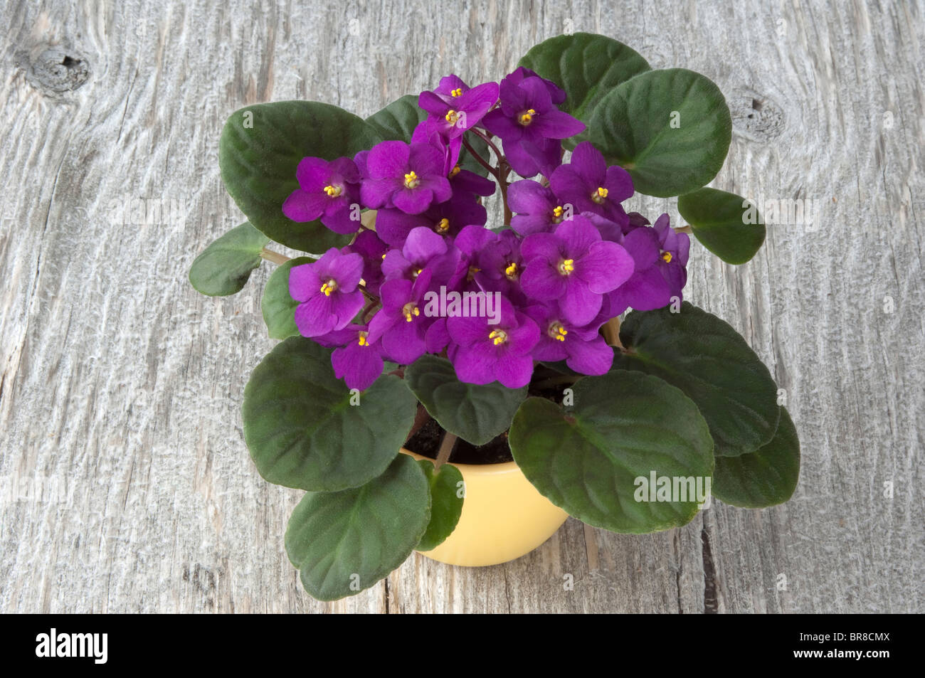 Saintpaulia, African Violet (Saintpaulia Ionantha-Hybride), Topfpflanze mit lila Blüten auf Holz. Stockfoto