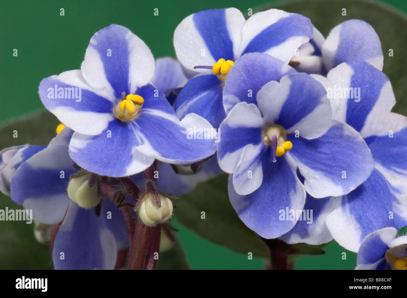 Saintpaulia, African Violet (Saintpaulia Ionantha-Hybride), weißen und blauen Blüten. Stockfoto