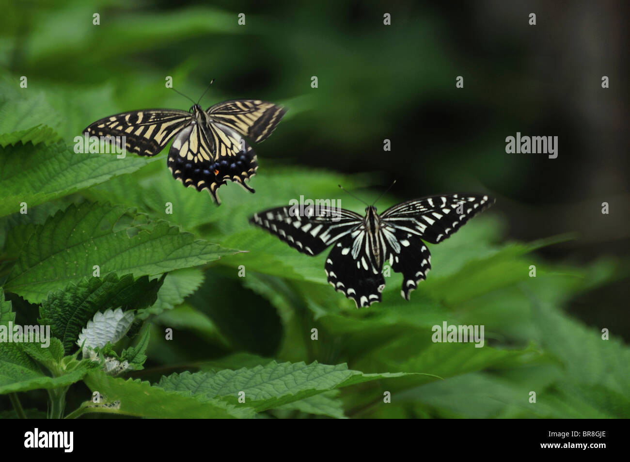 Schwalbenschwanz-Schmetterling Stockfoto