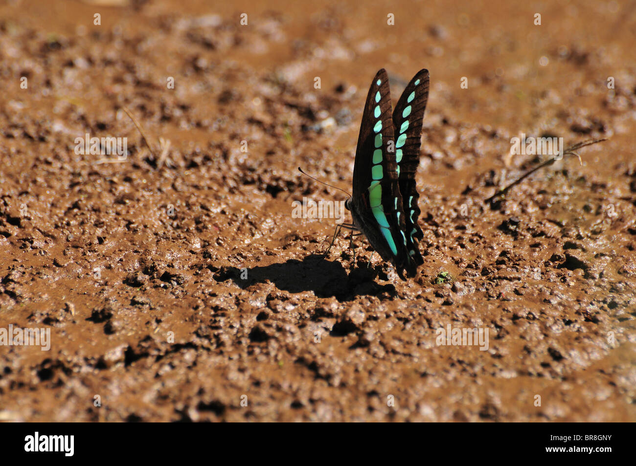 Gemeinsame Bluebottle (Schmetterling sarpedon) Trinkwasser Stockfoto