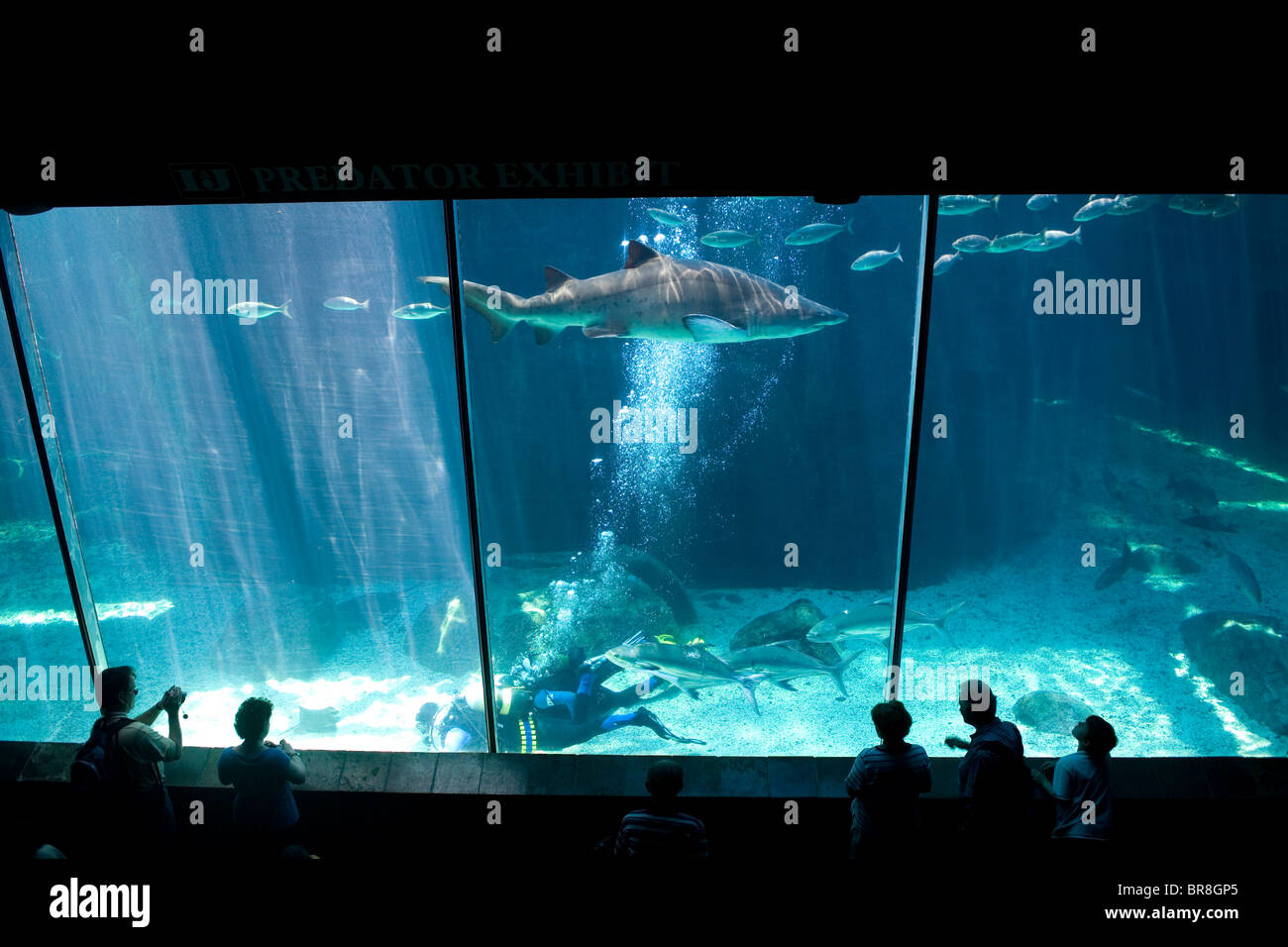 Besucher sehen einen Taucher im Haifischbecken an zwei Ozeanen Aquarium Cape Town South Africa. Stockfoto