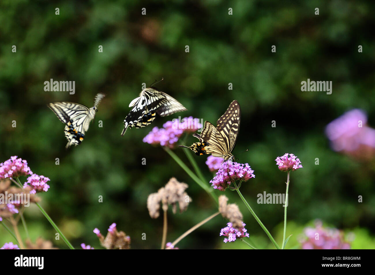 Swallowtail Schmetterlinge auf Blume Stockfoto