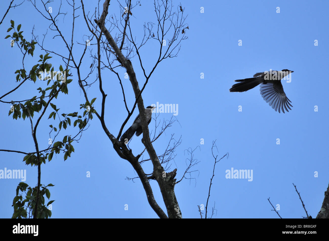 Azure - winged Magpie (Cyanopica cyana) auf Baum gehockt und Fliegen Stockfoto
