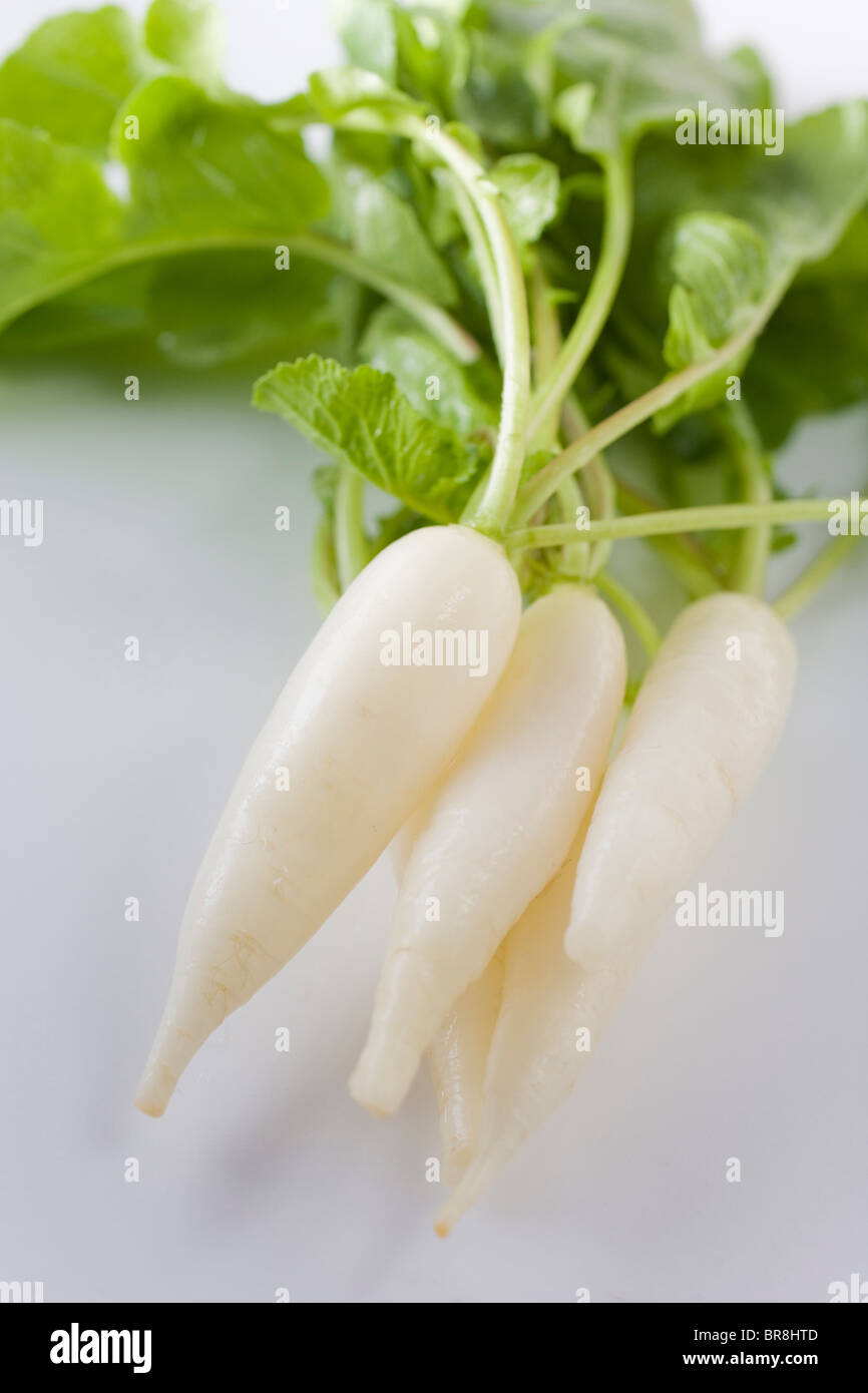 Daikon Rettich, Nahaufnahme, weißer Hintergrund Stockfoto