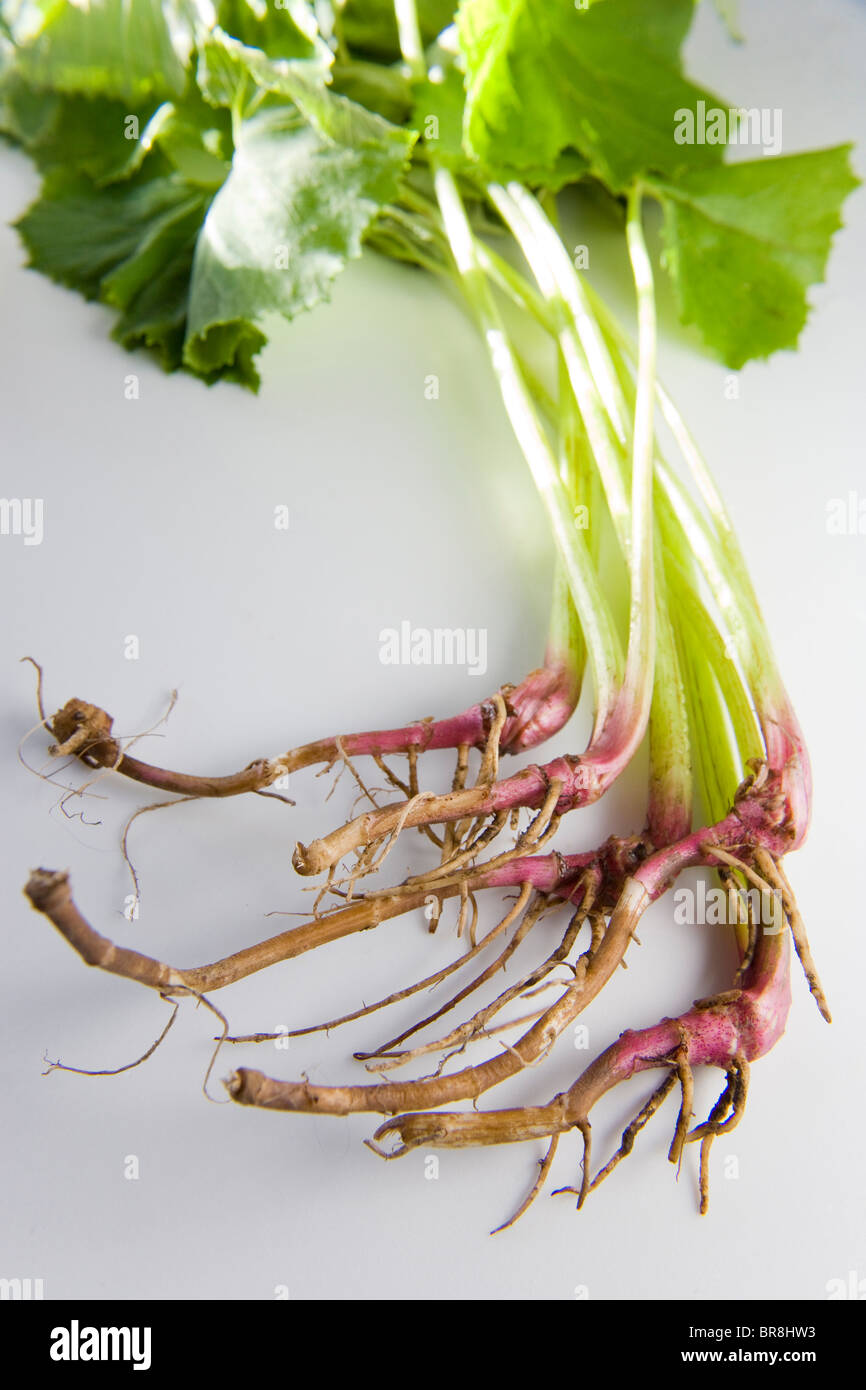 Riesige Pestwurz, Nahaufnahme, weißer Hintergrund Stockfoto