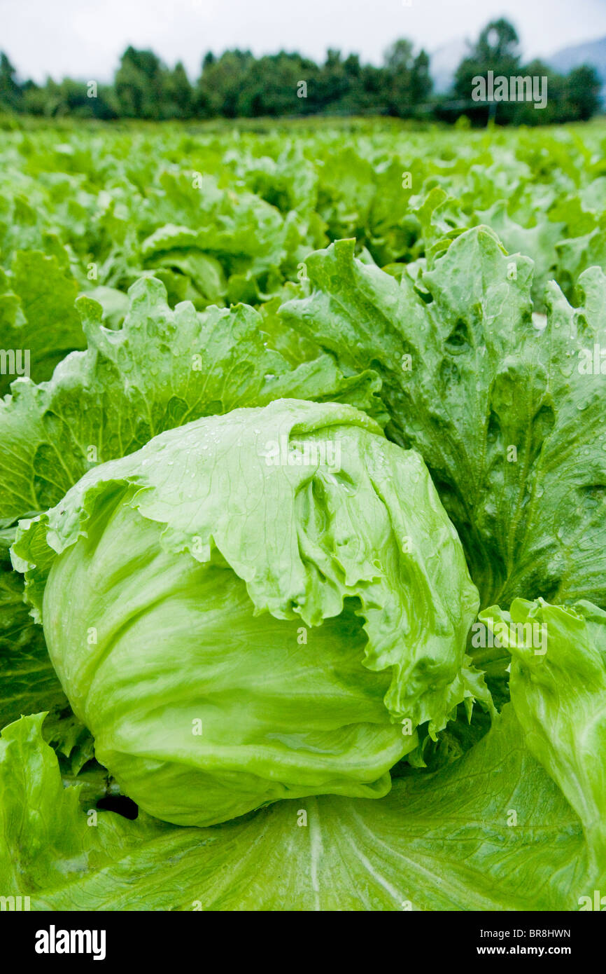 Kopfsalat im Feld, Nahaufnahme Stockfoto