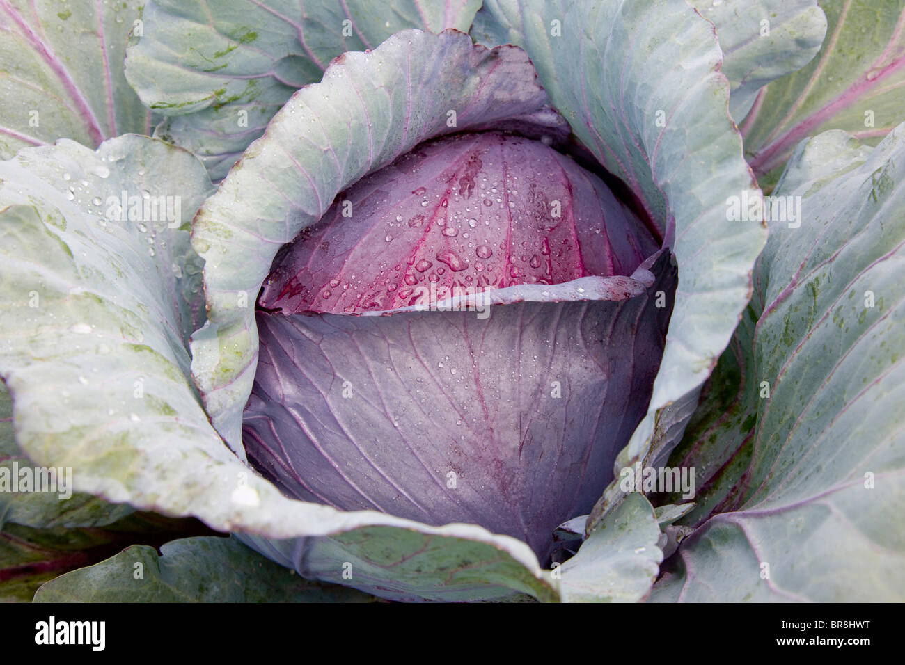 Rotkohl, Nahaufnahme Stockfoto