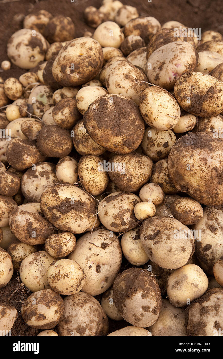 Stapel von Kartoffeln, Nahaufnahme, full frame Stockfoto