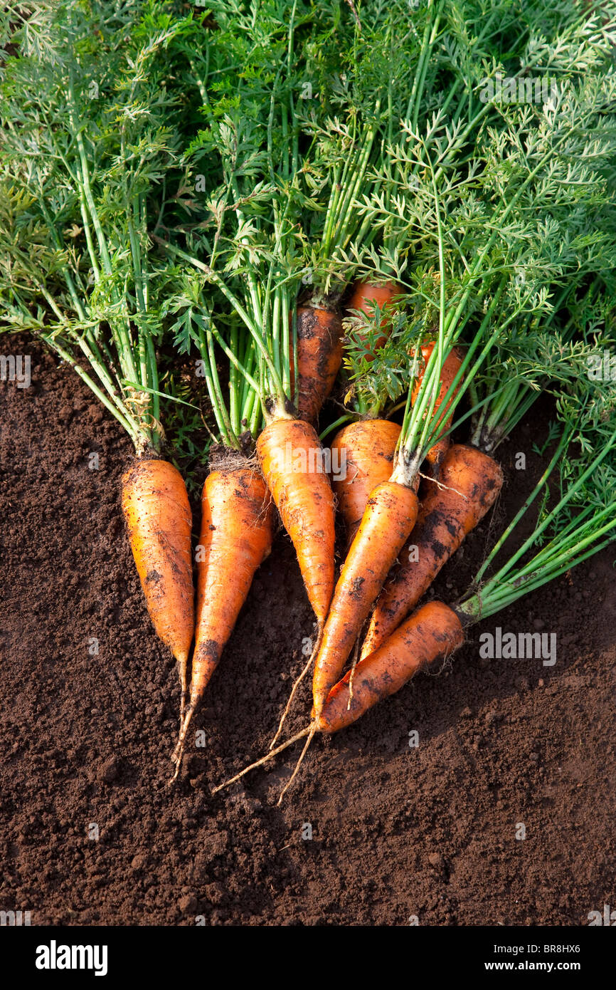 Karotten auf Schmutz Stockfoto