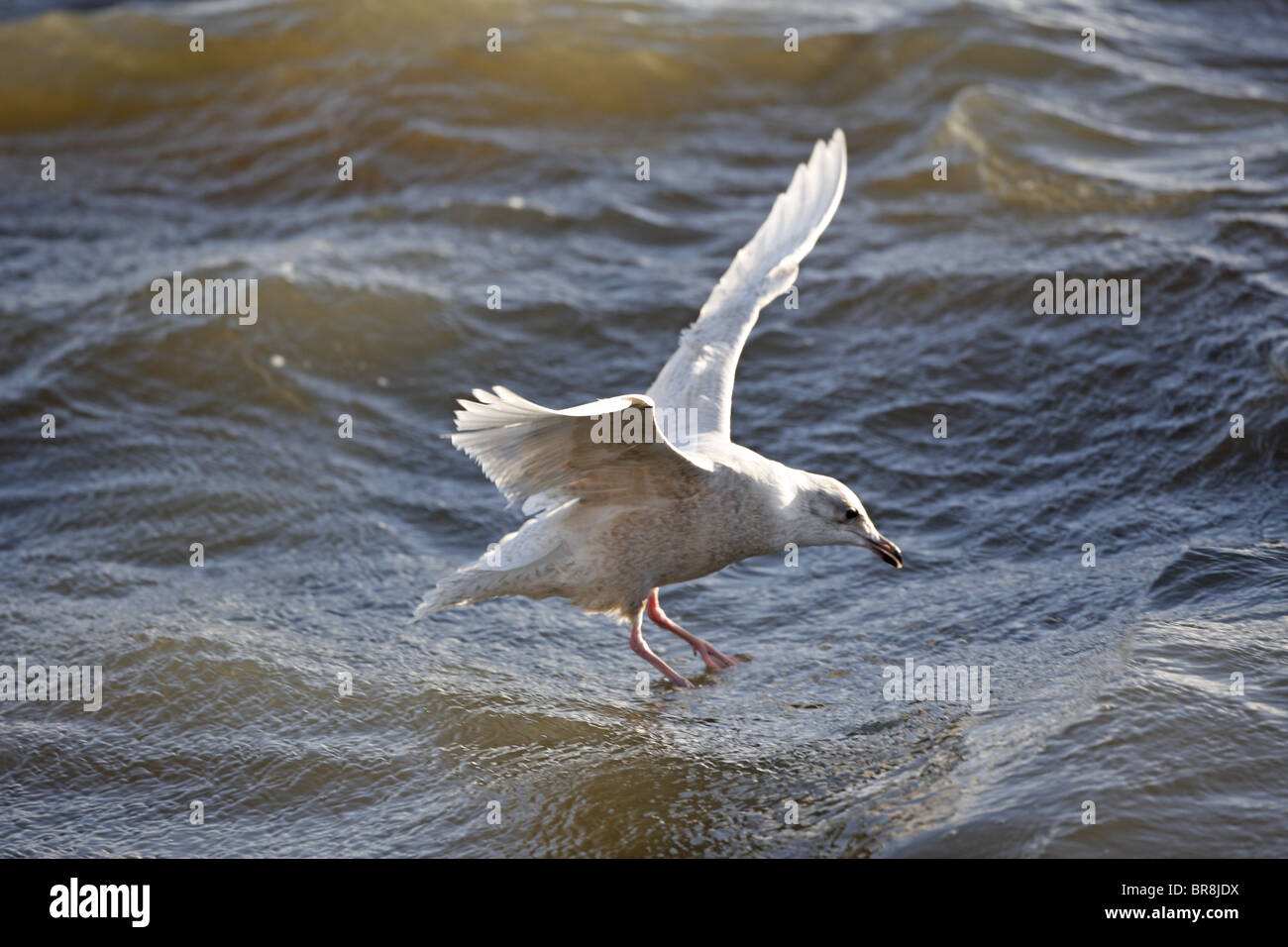 Erste Winter Island Möve, Larus glaucoides Stockfoto