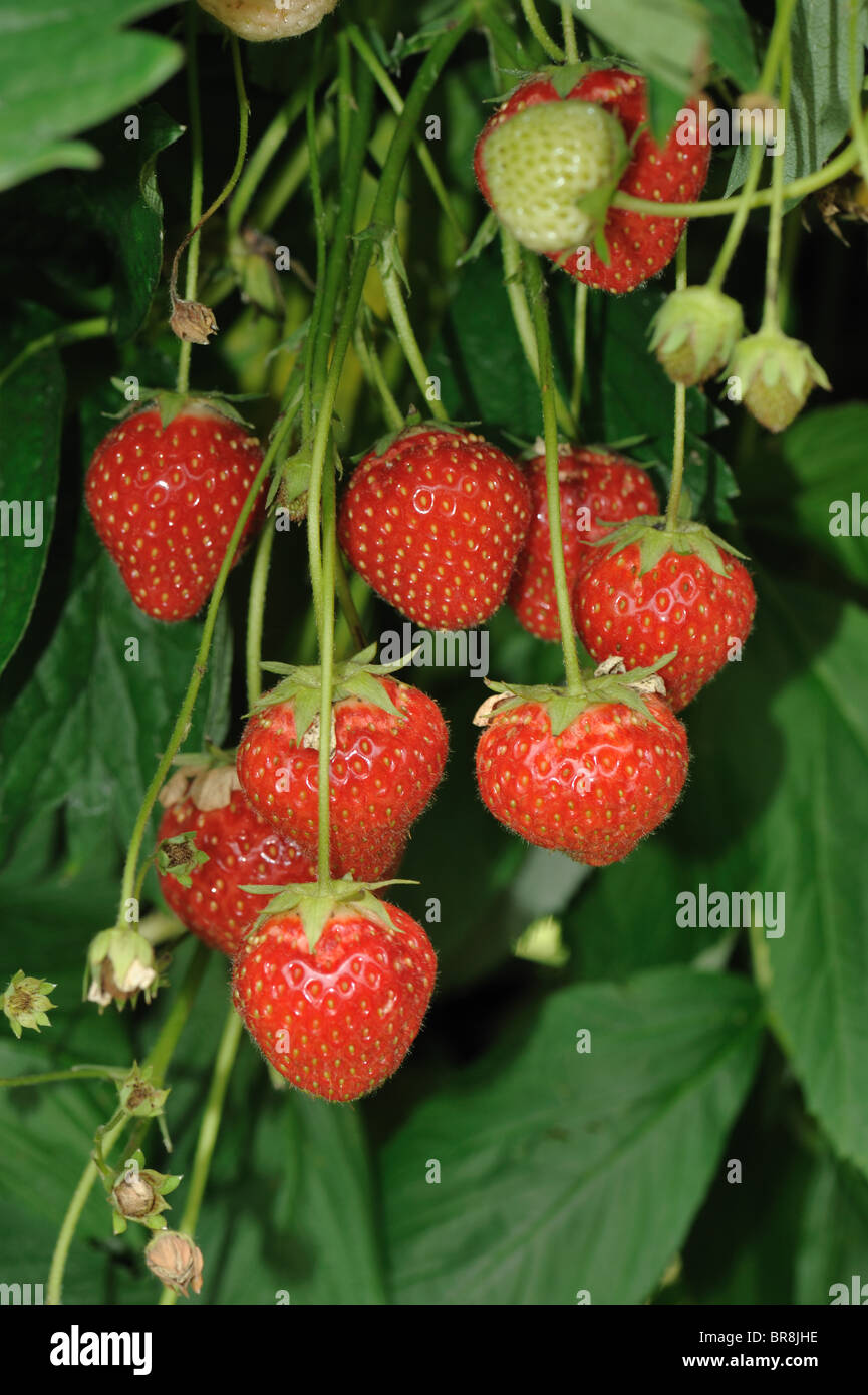 Reife Erdbeere Frucht in abgehängten Hydrokultur Kanäle gewachsen Stockfoto