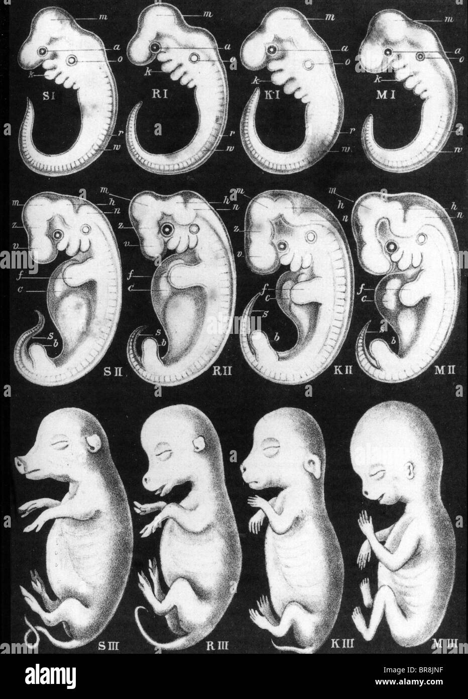 Deutschen Biologen ERNST HAECKEL (1834-1919). Illustrationen von anthropogene seine 1874 Buch über Embryologie Stockfoto