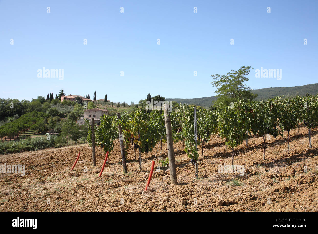 Weinberg, San Gimignano, Florenz, Italien Stockfoto