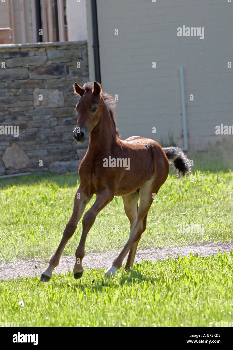 sehr-junge-morgan-horse-fohlen-fohlen-trab-stockfotografie-alamy