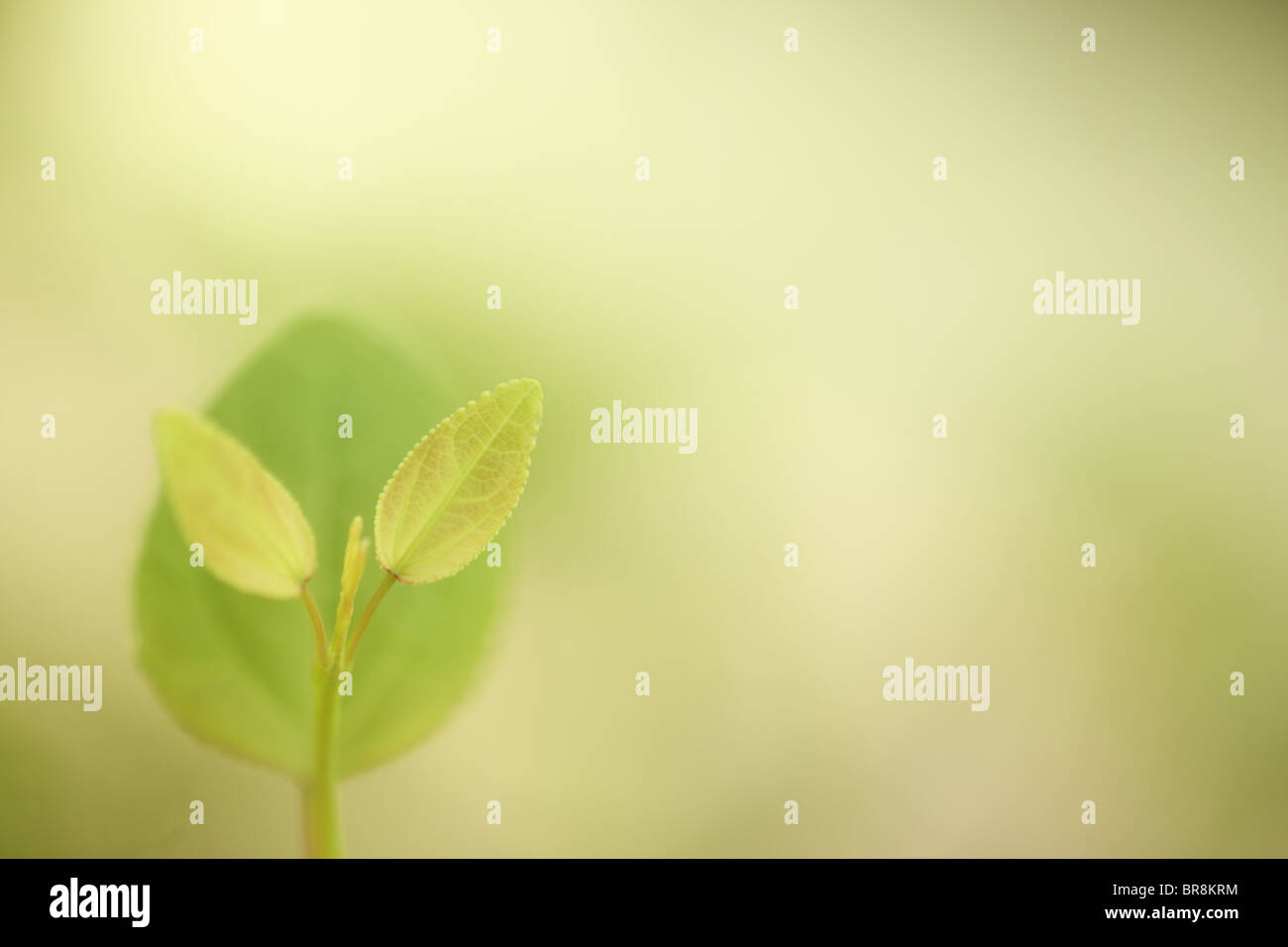 Cercidiphyllum japonicum Blätter Stockfoto