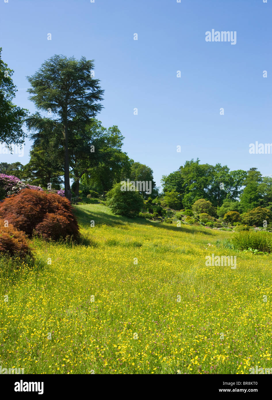 Die Almwiese und Steingarten in Wisley RHS Garden, Surrey, UK Stockfoto