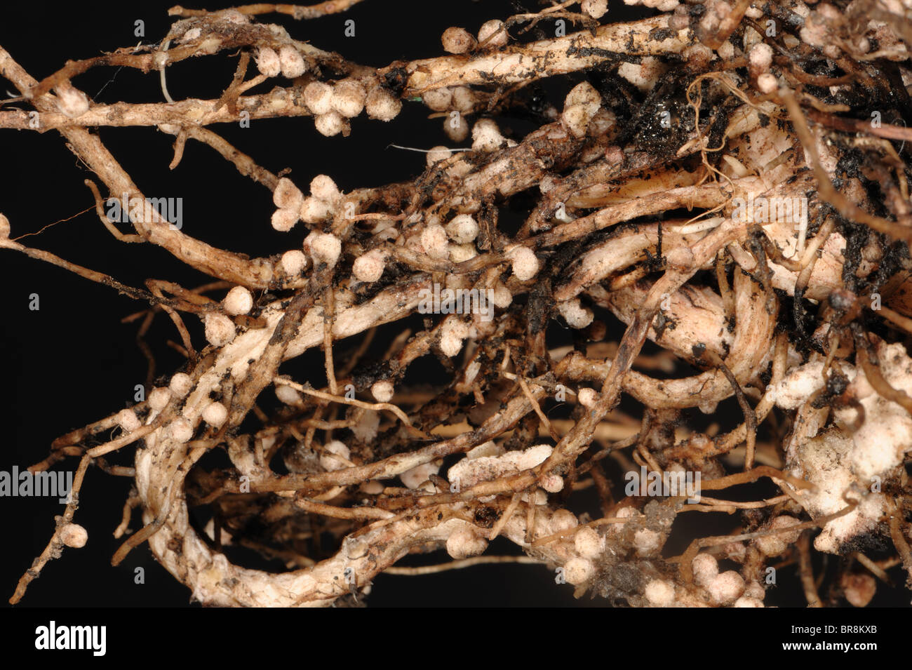 Rhizobium-Wurzelknöllchen auf die Wurzeln einer breiten oder Feld Bohne für Stickstoff-Fixierung Stockfoto