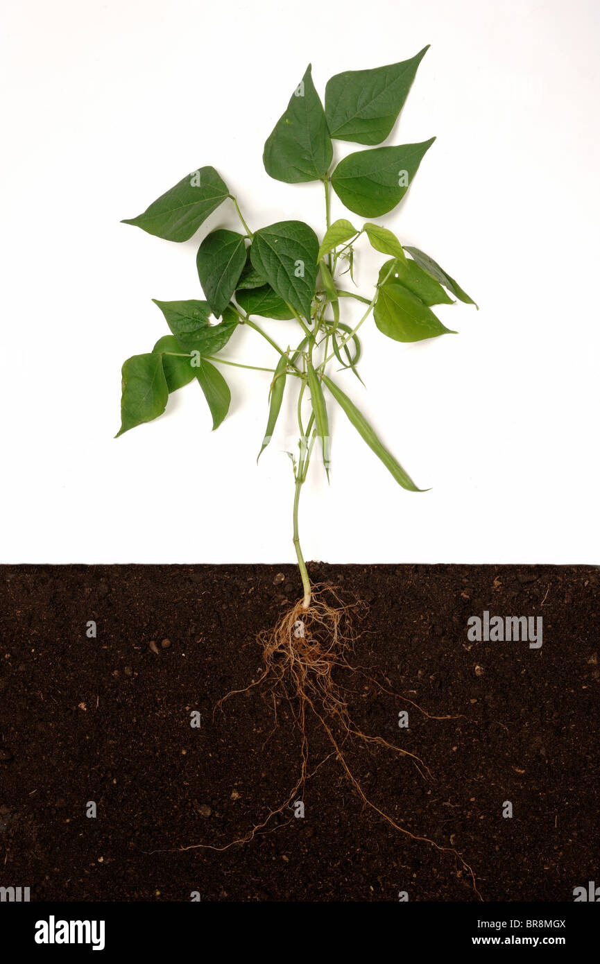 Französisch oder grüne Bohne (Phaseolus Vulgaris) Anlagenstruktur ...