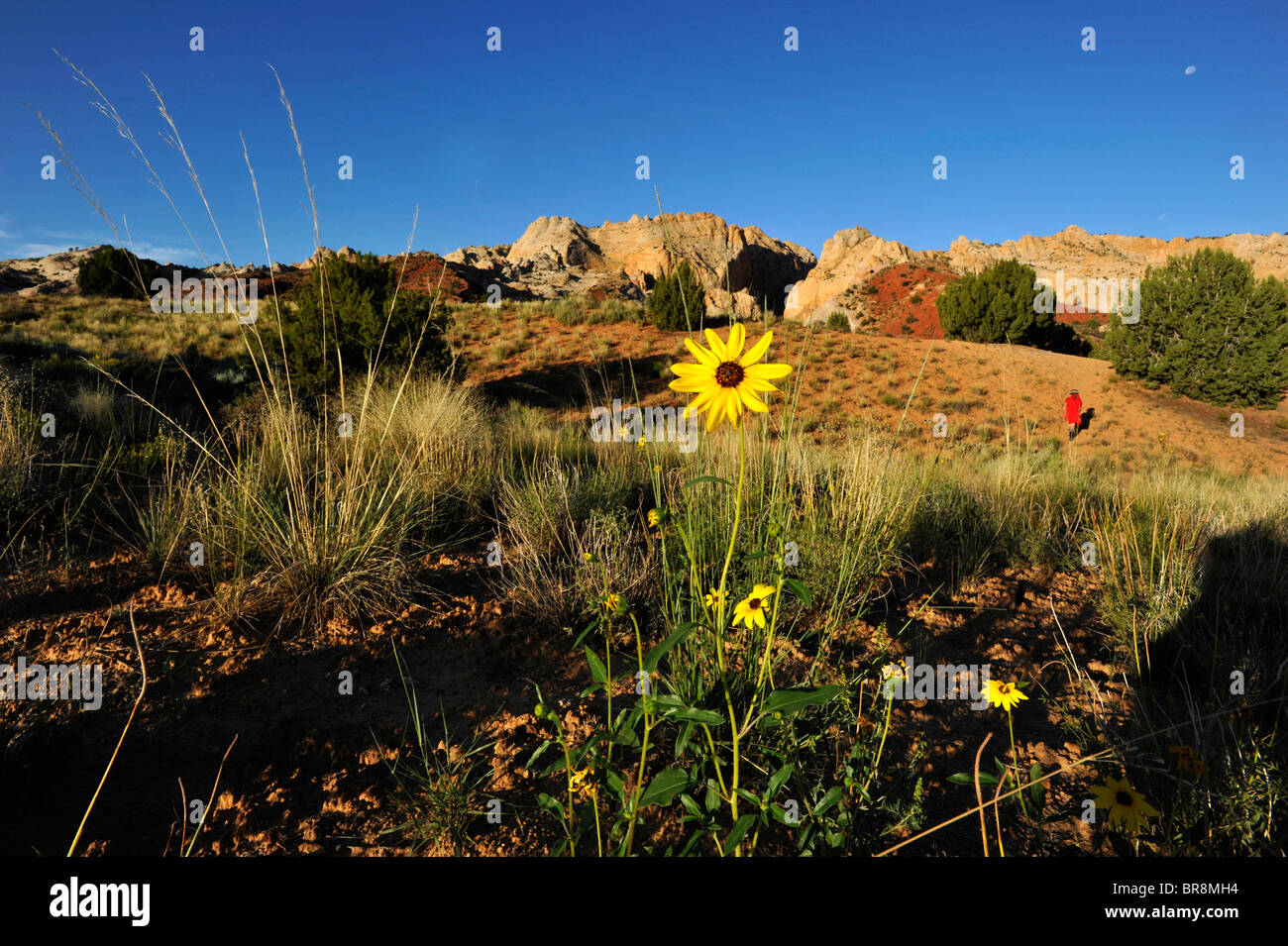 Burr Trail Süd-Utah USA Stockfoto
