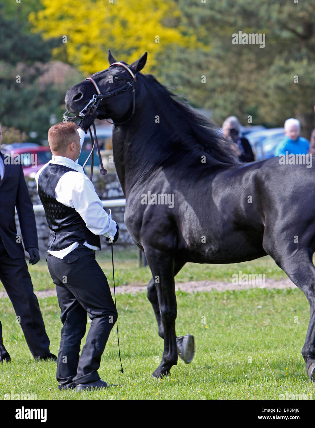 Black Morgan Horse Hengst Stockfoto