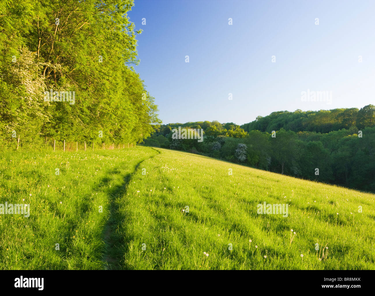 Weg durch Feld, North Downs unter Ranmore, in der Nähe von Dorking, Surrey, UK Stockfoto