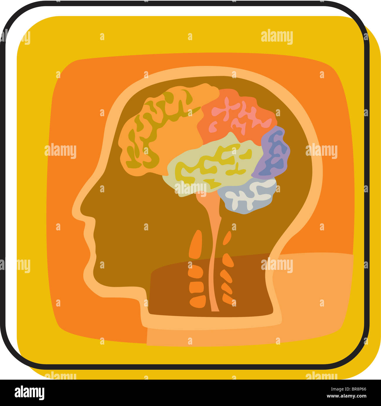 Abbildung des menschlichen Gehirns Stockfoto