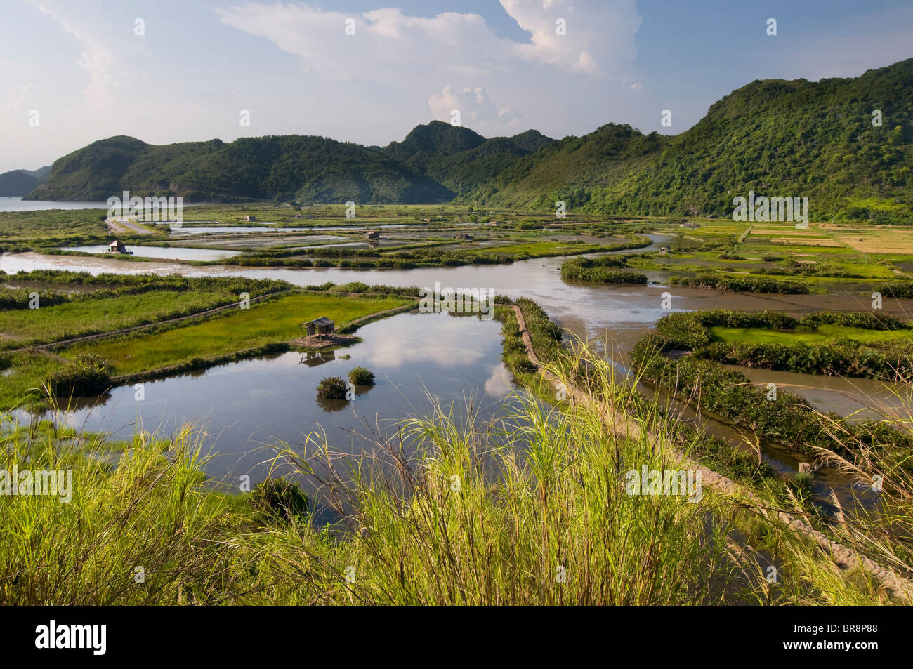 Foto von Reisfeldern und Bergen auf Cat Ba Island, Vietnam Stockfoto