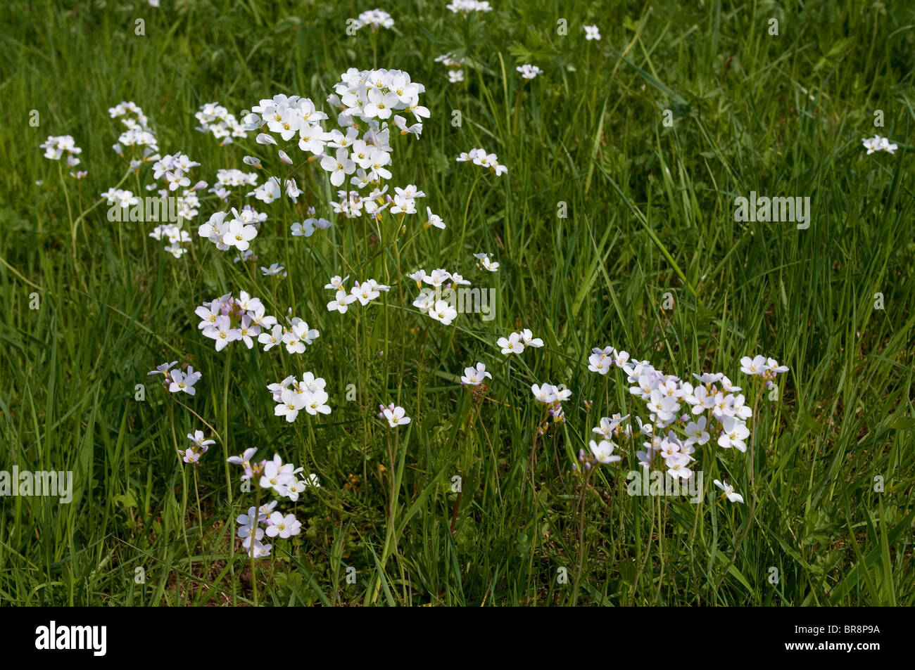 Kuckuck Blume, Ladys Kittel (Cardamine Pratensis), blühende Pflanzen auf einer Wiese. Stockfoto