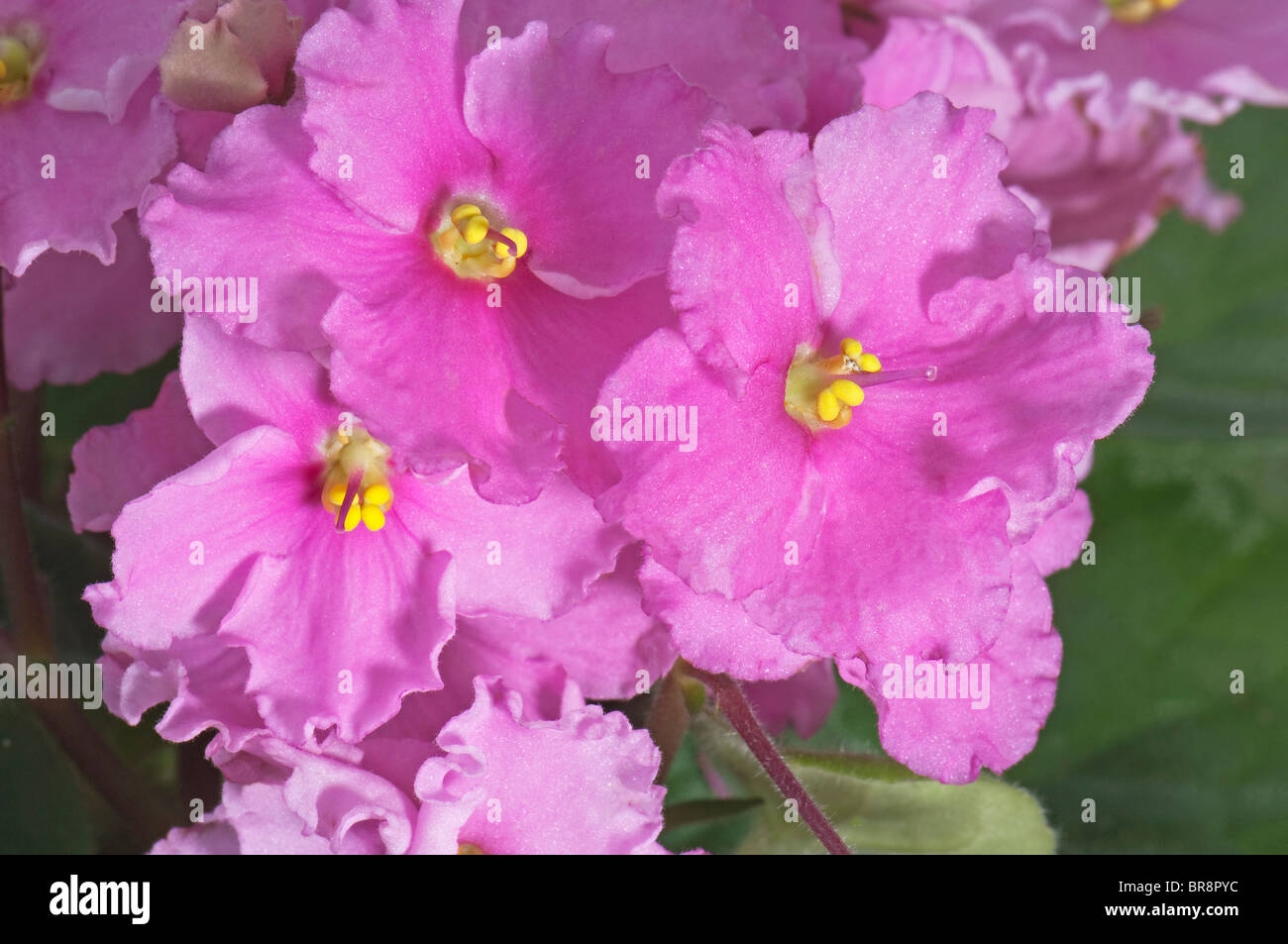 Saintpaulia, African Violet (Saintpaulia Ionantha-Hybride), rosa Blüten. Stockfoto