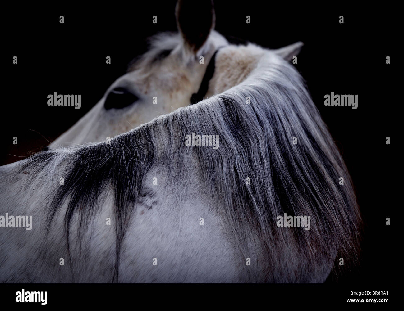 Ein grau / weißen Pferd auf einem dunklen Hintergrund fotografiert. Bild von Jim Holden Stockfoto