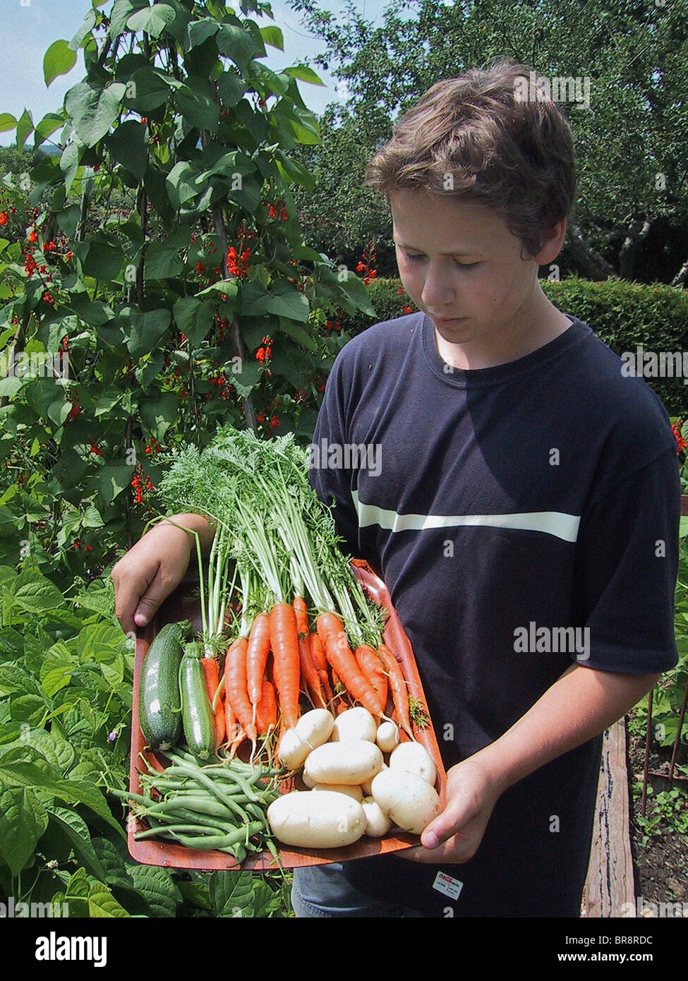 Ein Junge in seinem Gemüsegarten im Vereinigten Königreich arbeiten Stockfoto
