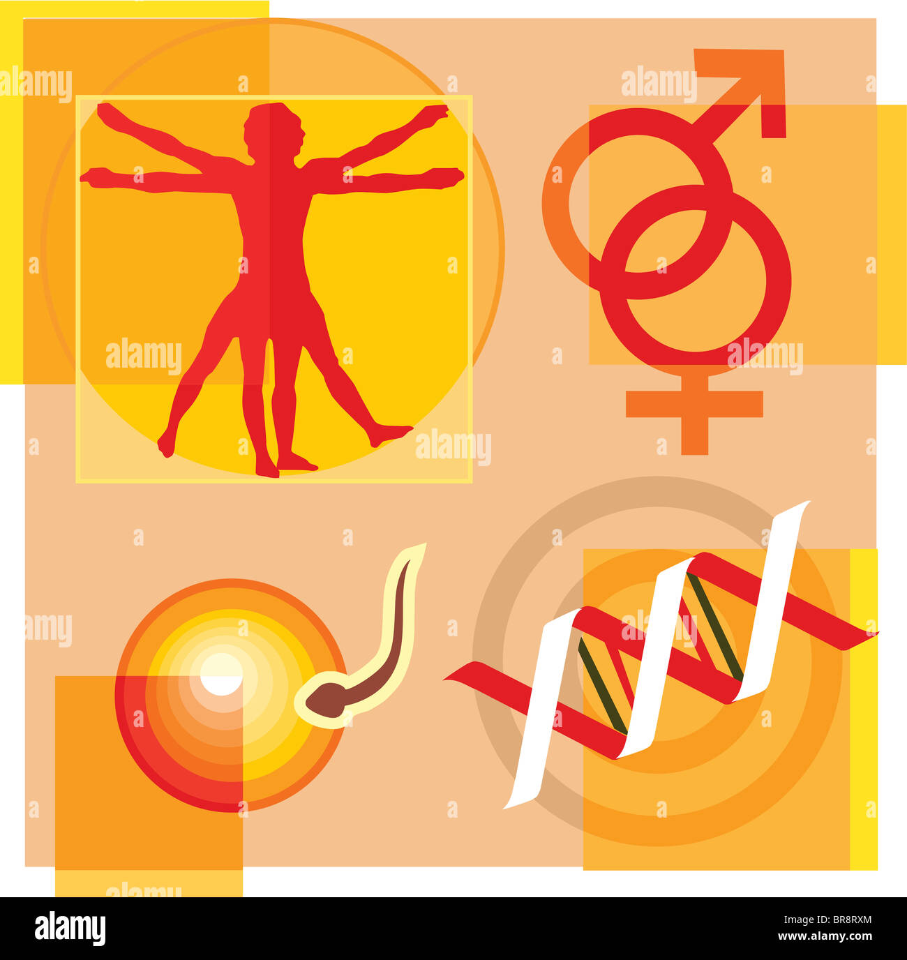 Montage-Illustration über Gentherapie & Engineering mit Vitruvian Mann & weiblichen Symbole DNA & Befruchtung einer Eizelle Sperma Stockfoto