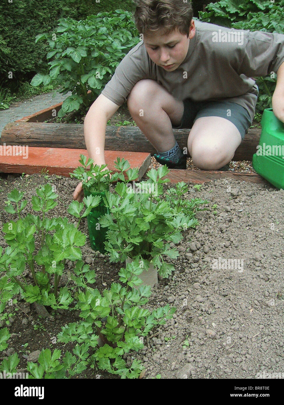 Ein Junge in seinem Gemüsegarten im Vereinigten Königreich arbeiten Stockfoto
