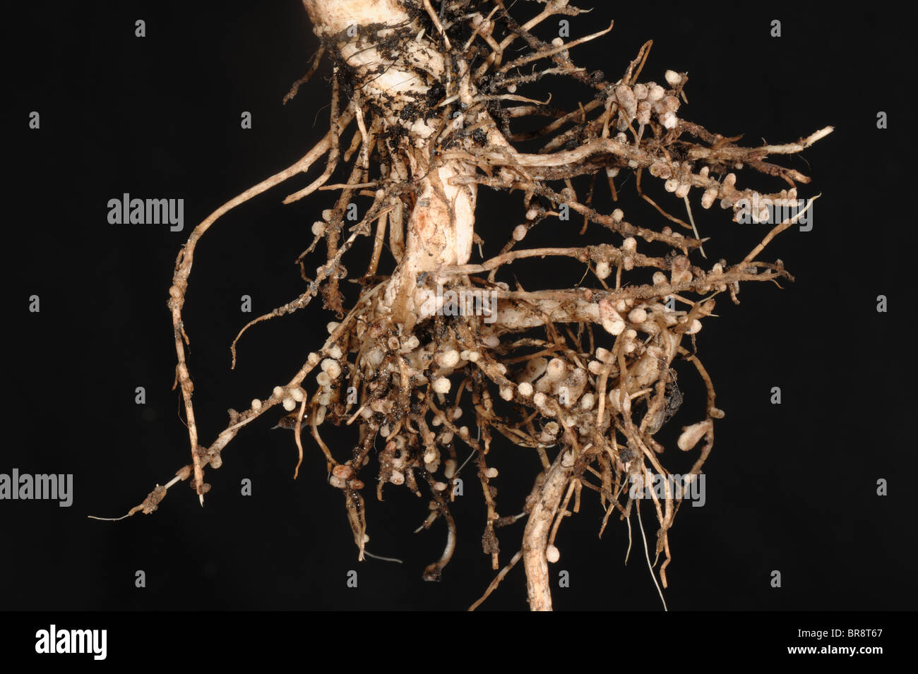 Rhizobium-Wurzelknöllchen auf die Wurzeln einer breiten oder Feld Bohne für Stickstoff-Fixierung Stockfoto