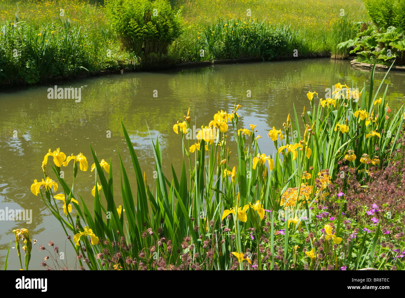 Der Steingarten, Wisley RHS Garden, Surrey, UK. Gelbe Schwertlilien. Stockfoto