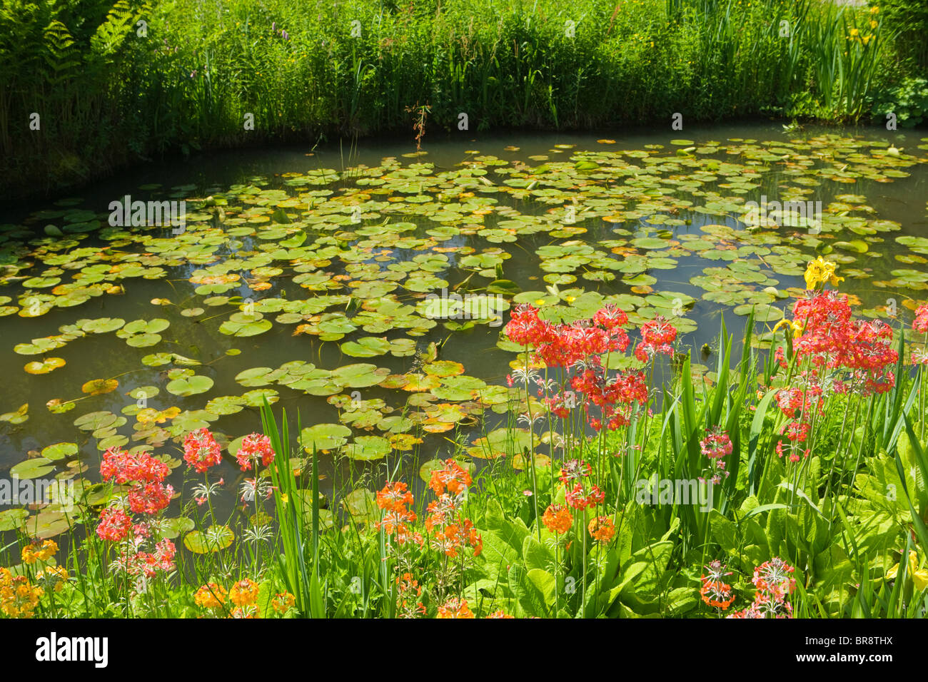 Der Steingarten, Wisley RHS Garden, Surrey, UK. Primeln und Seerosen Stockfoto