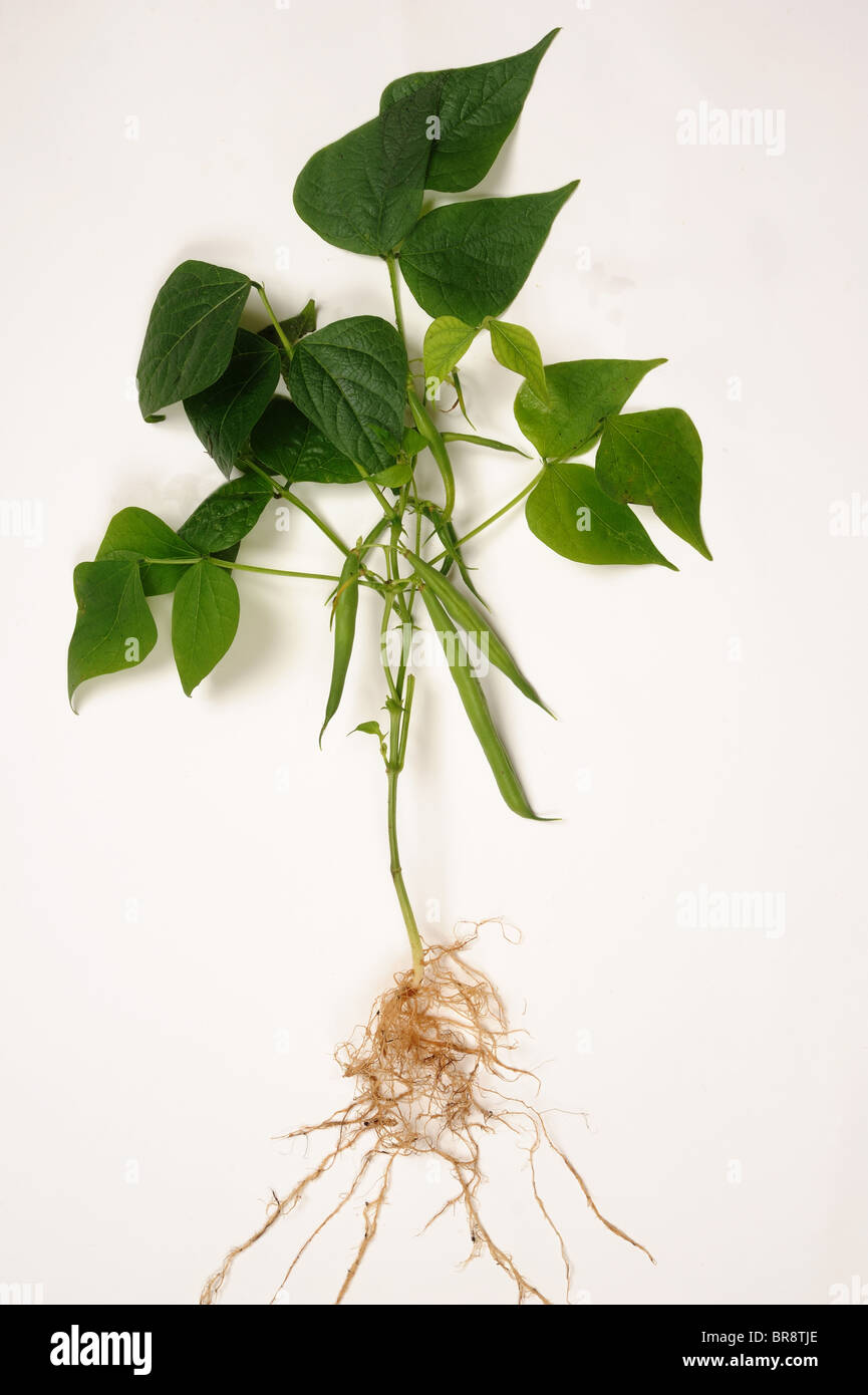 Französisch oder grüne Bohne (Phaseolus Vulgaris) Anlagenstruktur ...