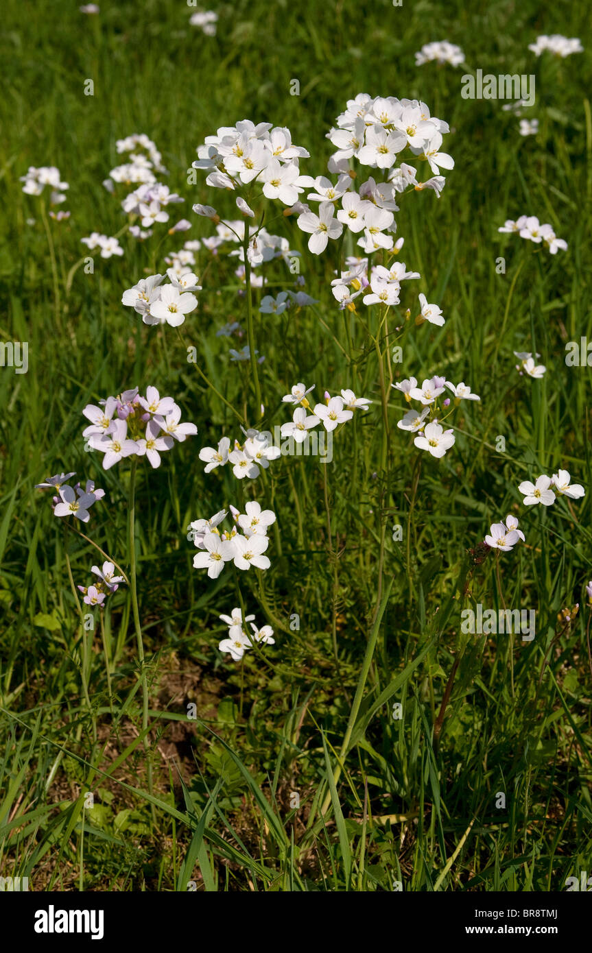 Kuckuck Blume, Ladys Kittel (Cardamine Pratensis), blühende Pflanzen auf einer Wiese. Stockfoto
